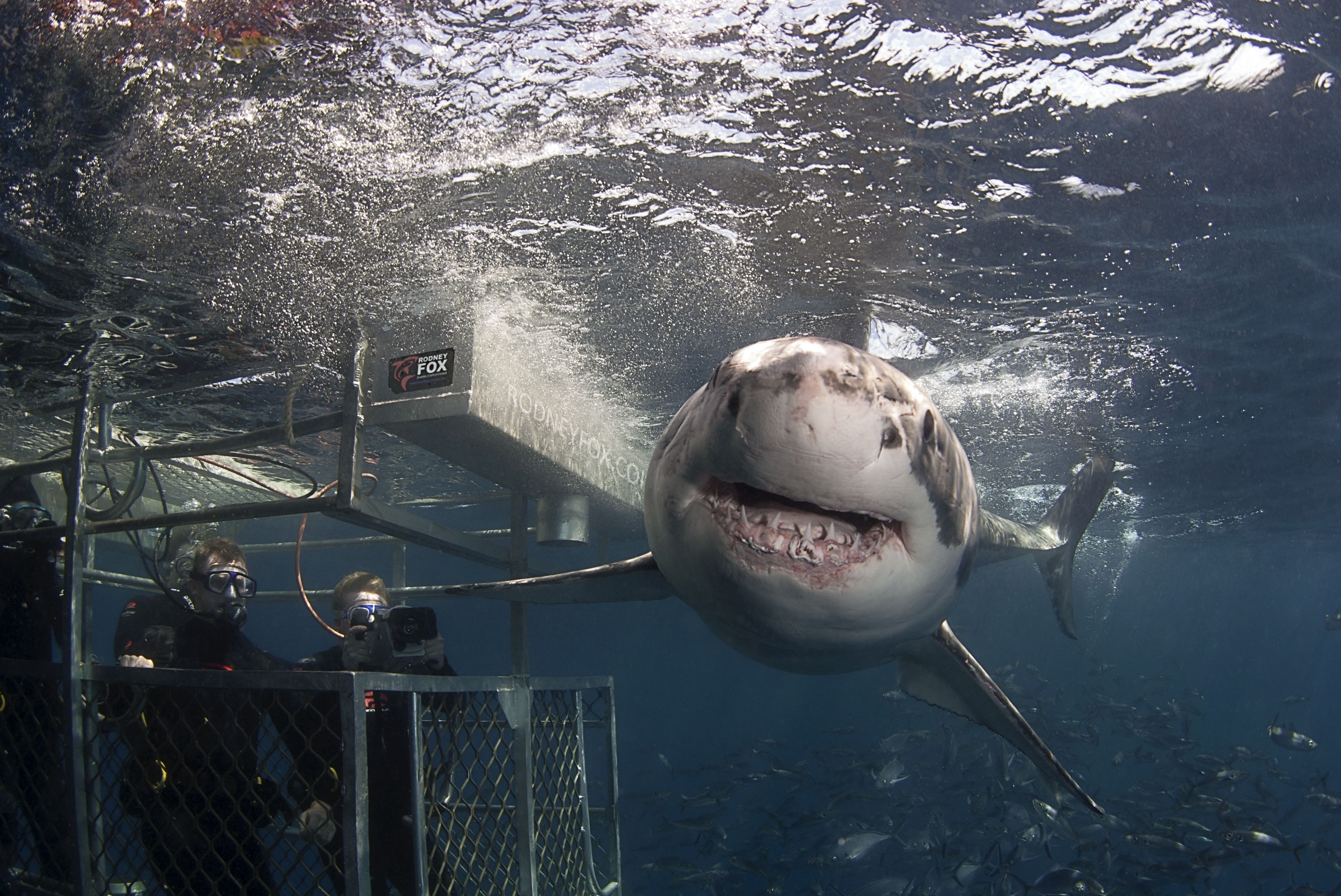 Great White Expedition (3 Nights) 2020